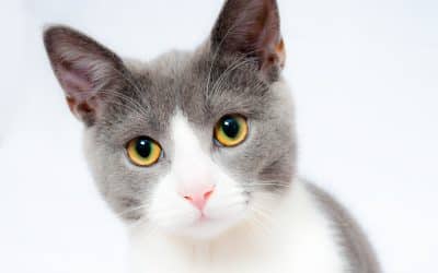 5 quick tips for handling a cat phobia.