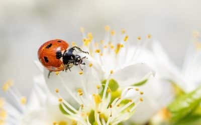 How to handle your fear of insects in 3 easy steps.